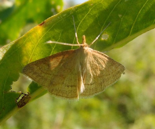 Motyl 212a, Ruska Strona (O. coriophora), 07.17.JPG