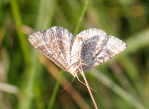 Motyl 235a, Ruska Strona (O. coriophora), 05.17.JPG