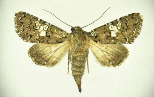 H. albimacula