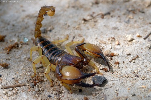 Jeden z licznych gatunków skorpionów.