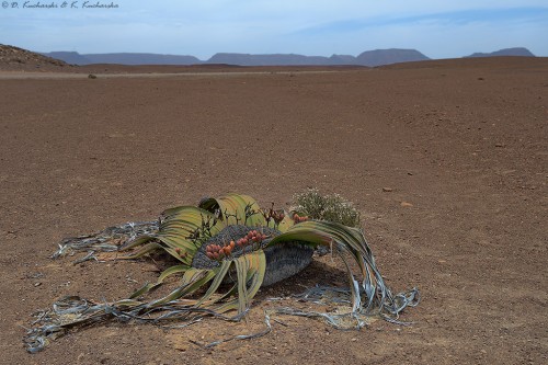 Welwitschia mirabilis