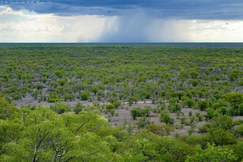 Popołudniowe deszcze konwekcyjne nad Parkiem Narodowym Etosha.