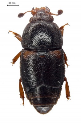 Urophorus humeralis<br />det. A. Lasoń