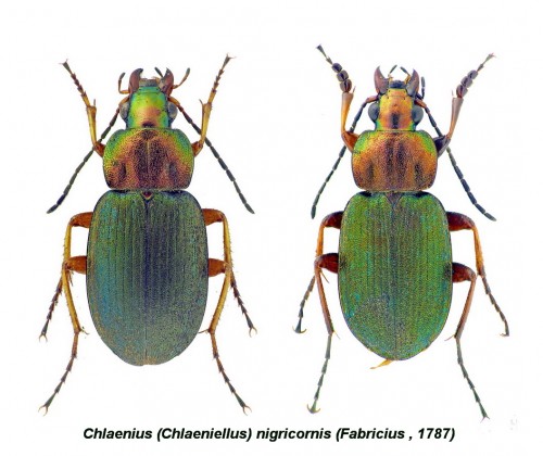 Chlaenius (Chlaeniellus) nigricornis.jpg