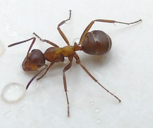 mrówka ruda, leśna