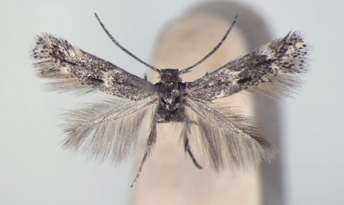 Elachista freyerella (HÜBNER, [1825]) (2).JPG