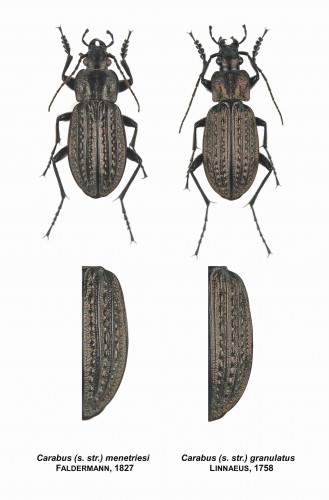 C.menetriesi vs. C.granulatus.jpg