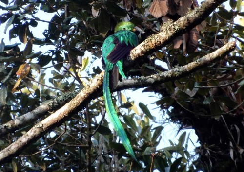 Quetzal - symbol Gwatemali
