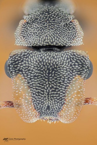 Cephalotes scutulatus.jpg