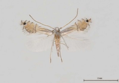 Phyllocnistis citrella - motyl.jpg