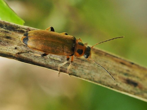 Osphya bipunctata.JPG