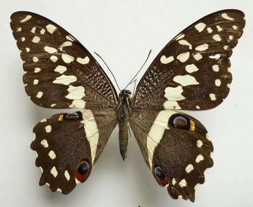 Papilio demodocus 84 mm.jpg