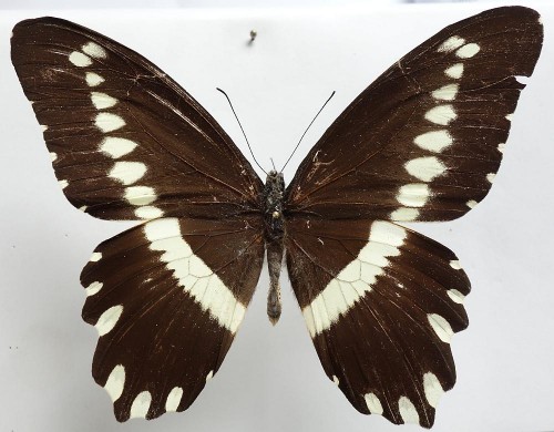 Papilio gallienus 94 mm.jpg