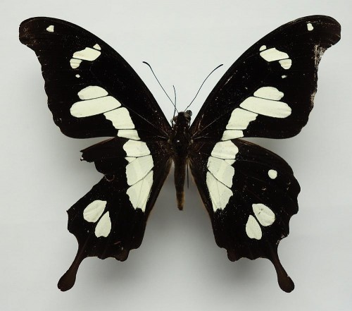 Papilio hesperus 114 mm.jpg