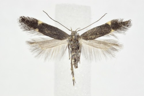 Oxypteryx atrella.JPG