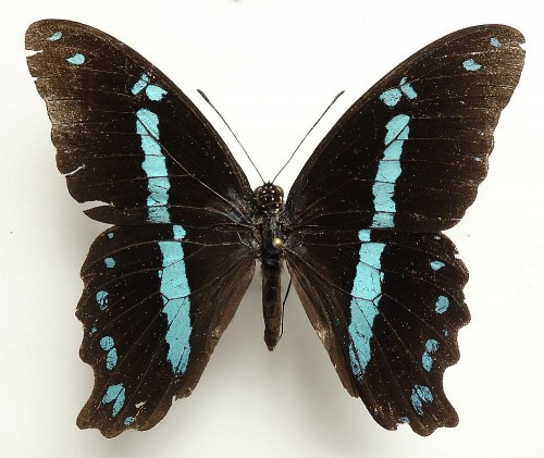 Papilio nireus 78 mm.jpg