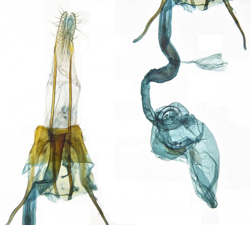 Coleophora spinella1.JPG