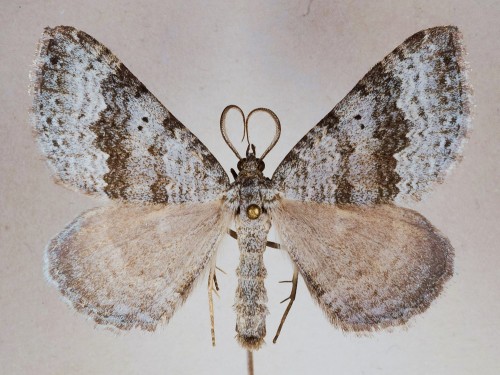 Scotopteryx bipunctaria ([DENIS &amp; SCHIFFERMÜLLER], 1775)