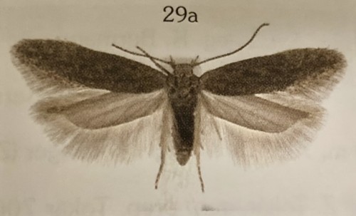 Scrobipalpa proclivella (Fuchs, 1886)
