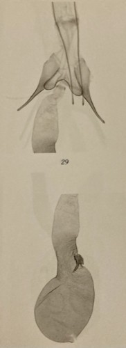 S. proclivella - aparat samicy