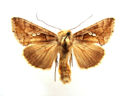 Chrysodeixis acuta motyl.jpg