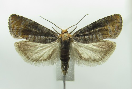 Blastesthia turionella (Linnaeus, 1758)