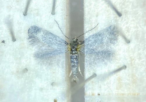 Elachista sp. - 6,5 mm<br />26 V 2021, Pojezierce, DE37