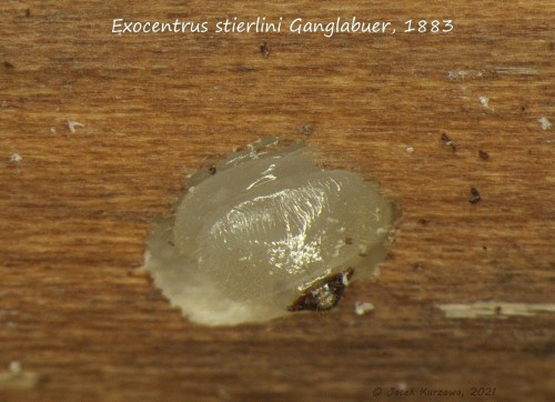 stierlini larva pronotum.jpg