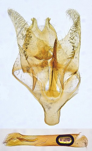 E. granulatella (2).JPG