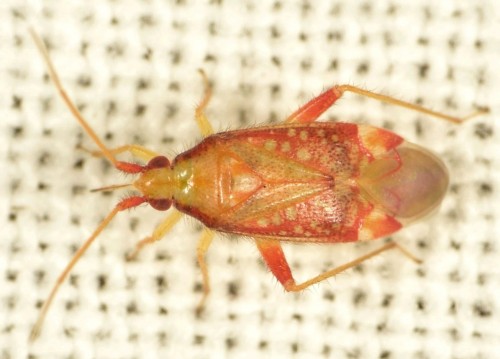 1 Miridae - Pseudoloxops coccineus  DSC_7186.JPG
