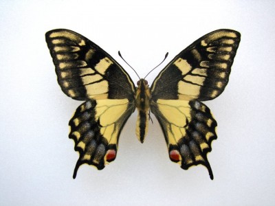 Papilio machaon aberrant.jpg