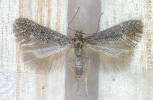 Gelechiidae sp.