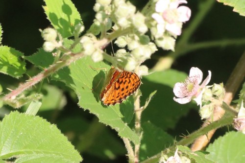 Brenthis daphne, 25.06.2023. Las w okolicy Schlangenbad niedaleko Wesbaden, acz tych motyli pod koniec było mnóstwo wszędzie.