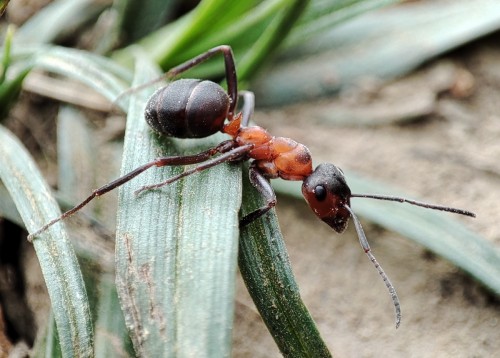 14. Mrówka rudnica (Formica rufa)