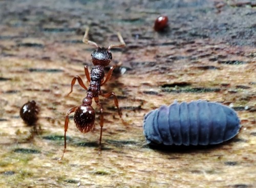 16. Wścieklica podobna (Myrmica ruginodis)(?) w towarzystwie skoczogonków i skorupiaka