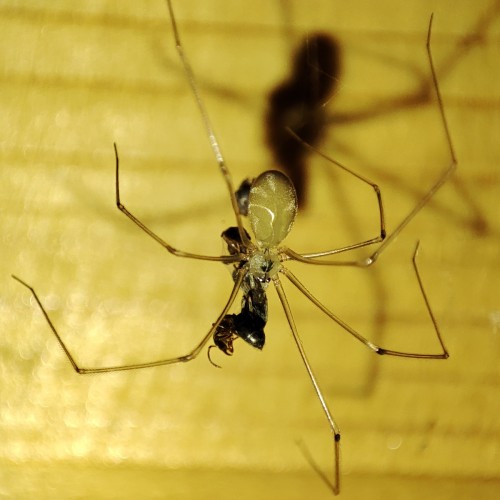 13. Nasosznik - Pholcus alticeps ze złowionymi mrówkami