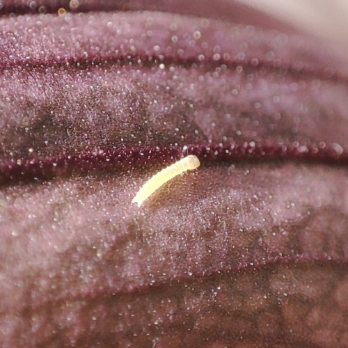 20. Maleńka larwa (2-3 mm długości) na przysadce kwiatu akantu