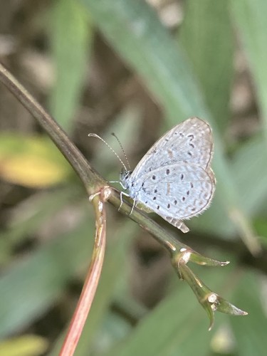 Lycaenidae, Manila, 13.09.2023