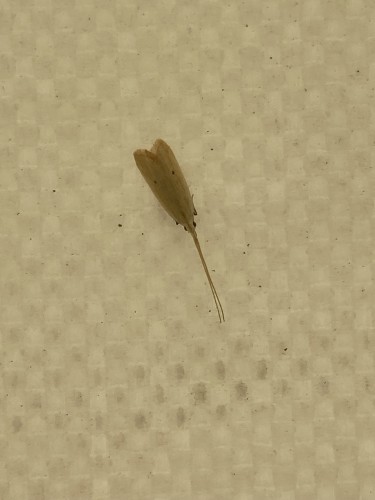 Coleophoridae sp. (?), Goroka, 16.09.2023