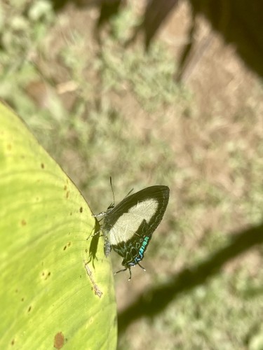 Lycaenidae, Jiwaka, 18.09.2023
