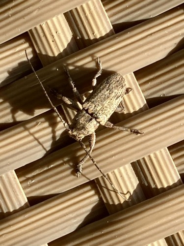 Cerambycidae, 20.09.2023, Wewak