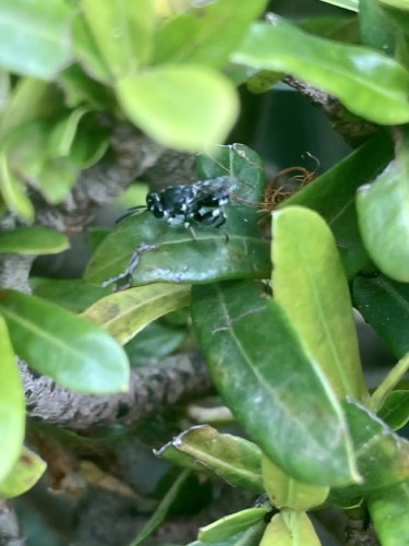 Hymenoptera, Port Moresby, 24.09.2023