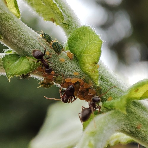 74. Mszyce i opiekujące się nimi mrówki na wierzbie