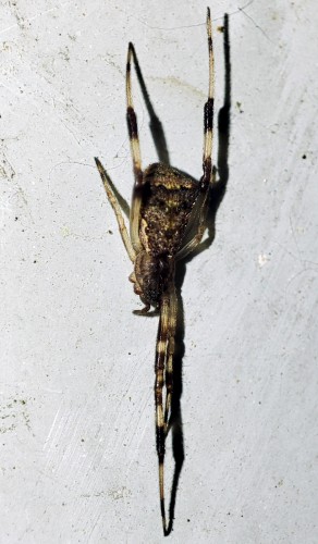 49. Episinus angulatus bez dwu przednich prawych nóg (ciekawostka: na Insektarium jest zdjęcie osobnika bez dwu przednich lewych nóg) - zapewne ma spore problemy z poruszaniem się