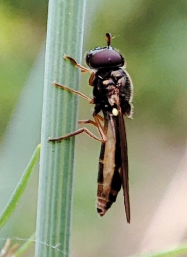 46. Syrphidae
