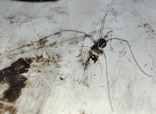 8. Leiobunum limbatum(?) - młody osobnik ze schwytaną mrówką