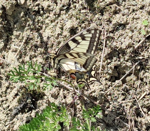 36. Paź królowej (Papilio machaon) - niestety, nie udało się podejść bliżej a nie miałem przy sobie aparatu z teleobiektywem