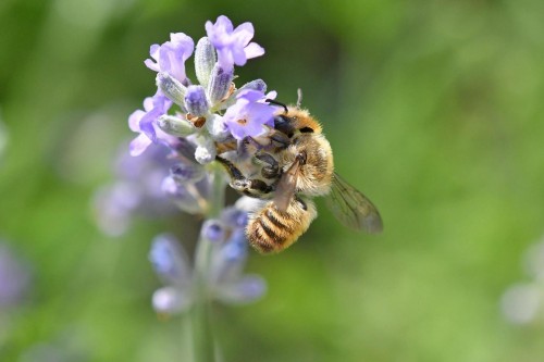 Pszczoła 5.jpg