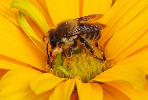 2023-06-17 11.33 1 pszczoła.JPG