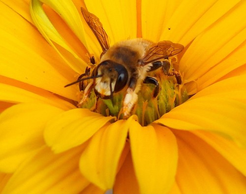 2023-06-17 11.33 2 pszczoła.JPG